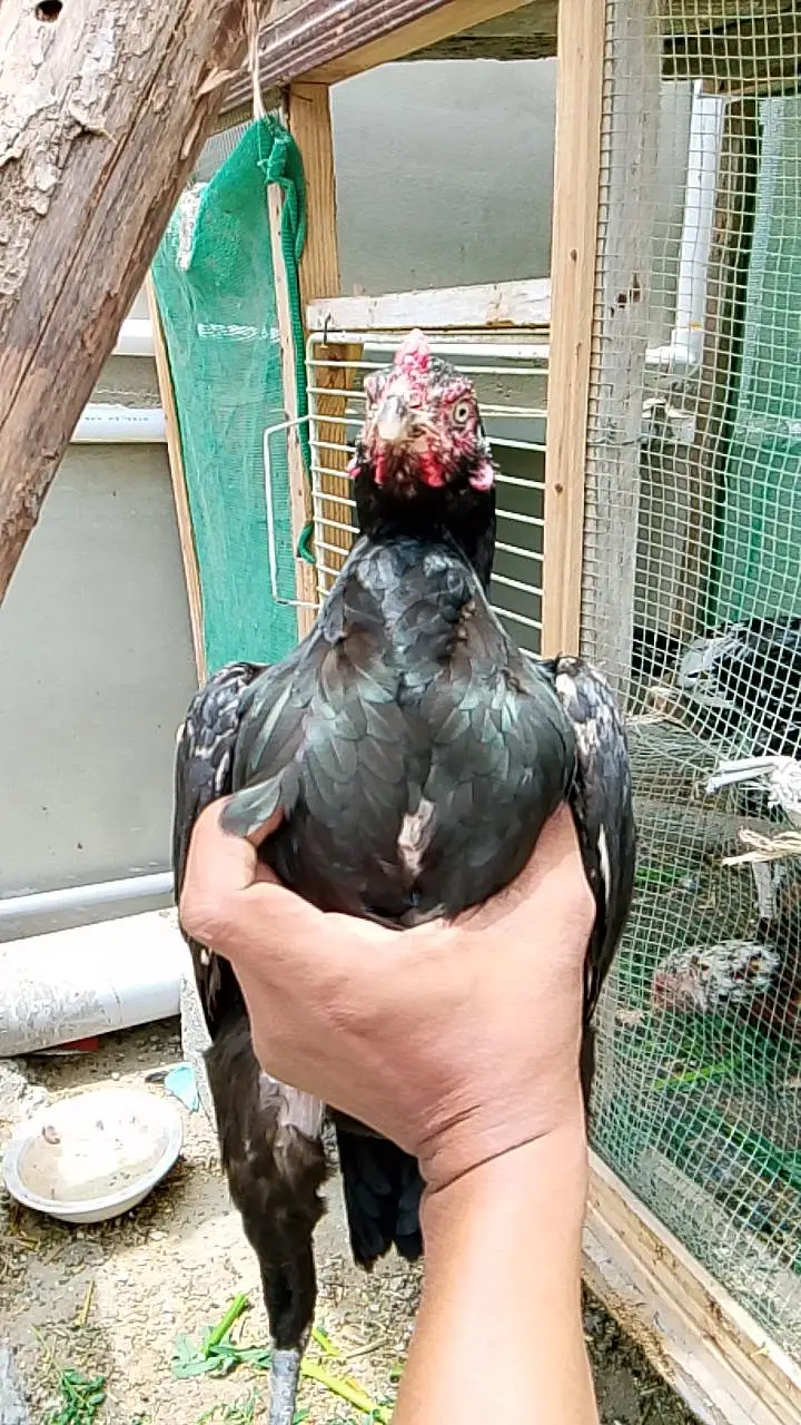 high quality mushki female — photo 3