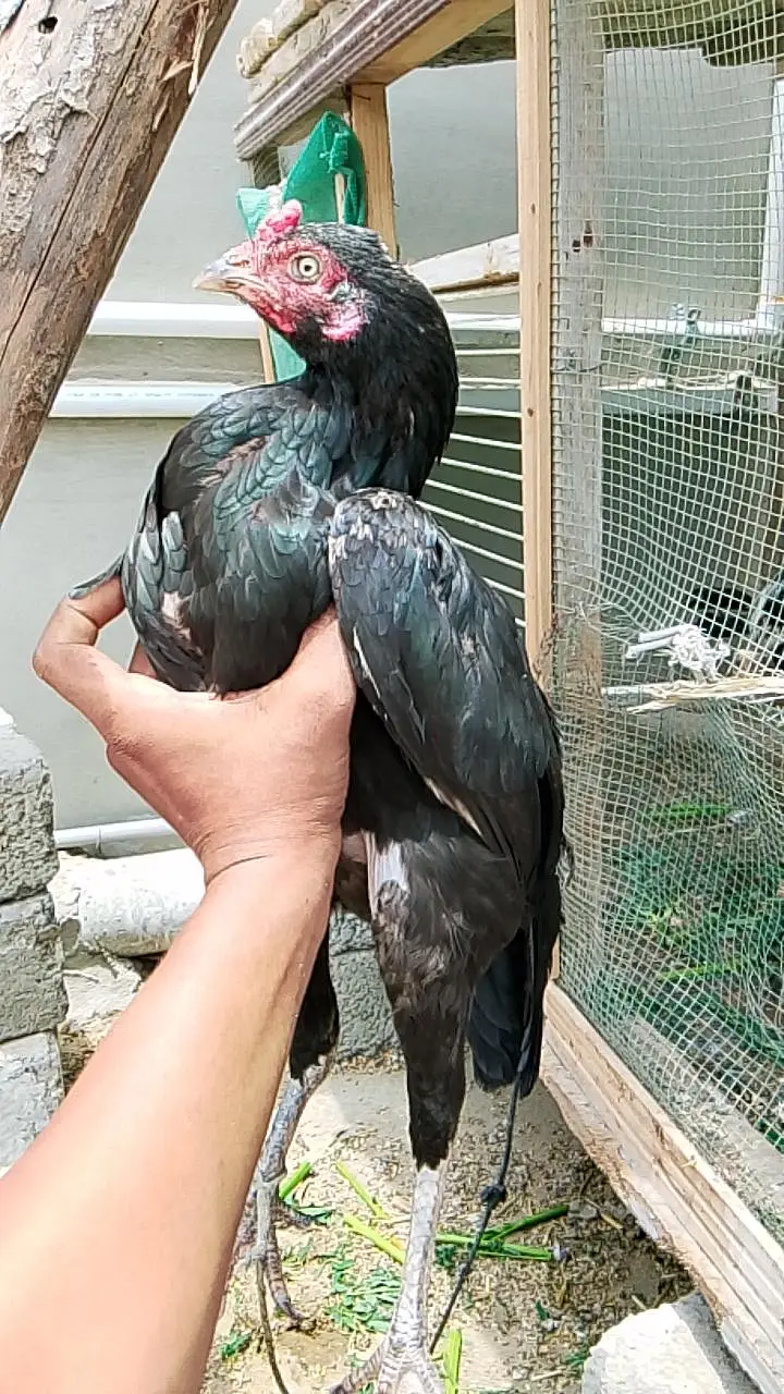high quality mushki female — photo 4