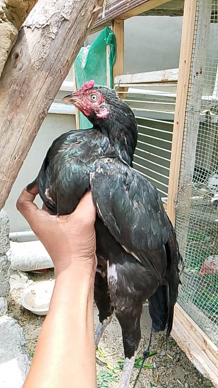 high quality mushki female — photo 5