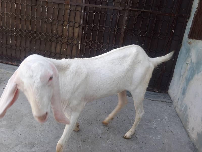 بکرا برائے فروخت 0