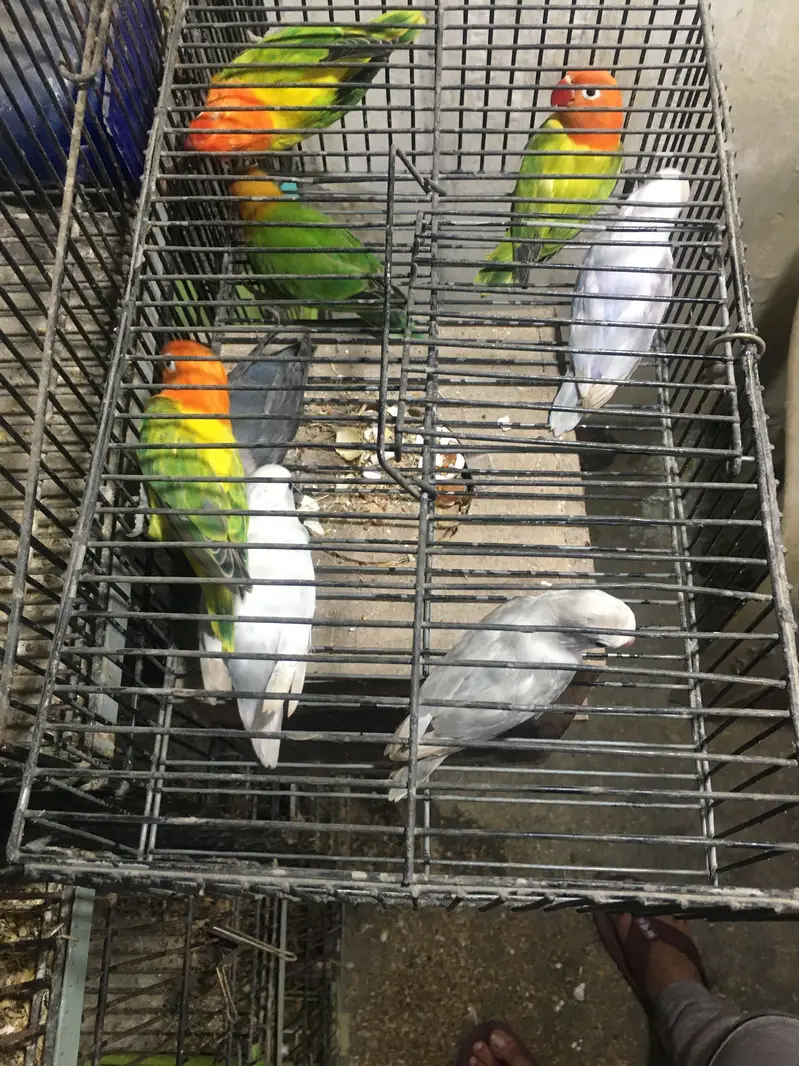 Green Euwing opaline / pf | blue slaty | Albino — photo 2