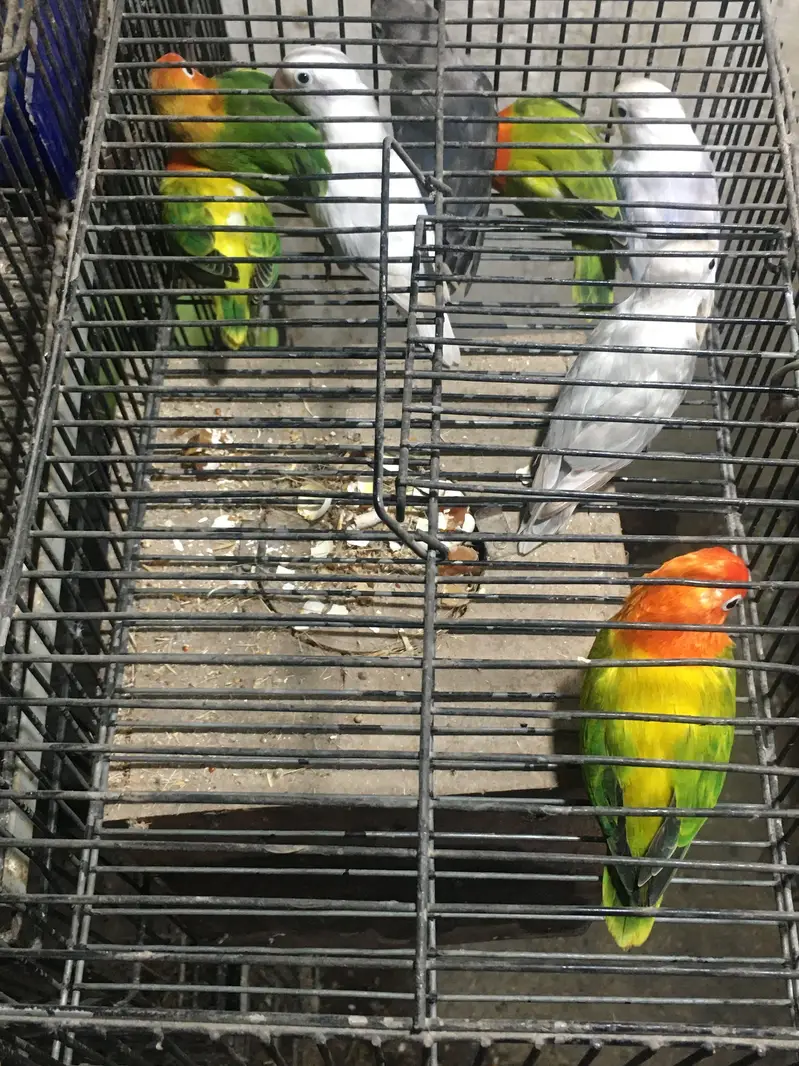 Green Euwing opaline / pf | blue slaty | Albino — photo 3