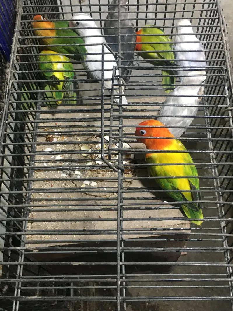 Green Euwing opaline / pf | blue slaty | Albino — photo 4