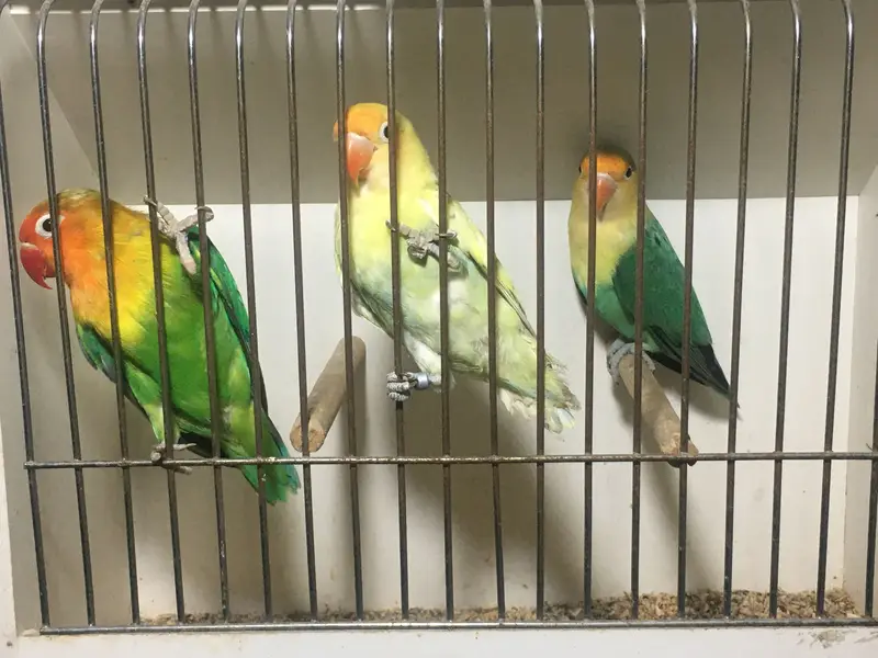 Green Euwing opaline / pf | blue slaty | Albino — photo 6