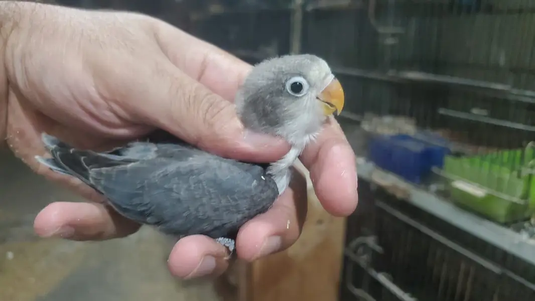 Green Euwing opaline / pf | blue slaty | Albino — photo 7