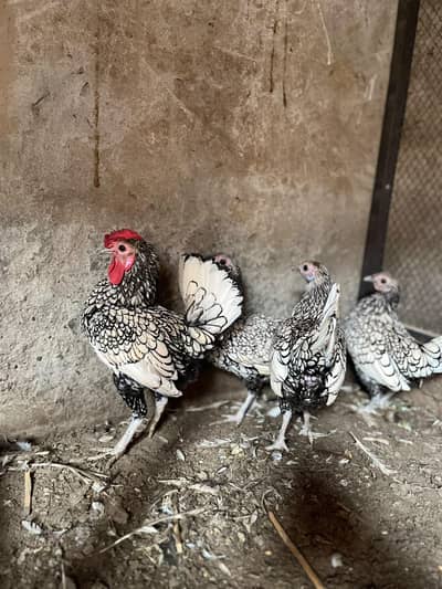 Silver Sebrights hens