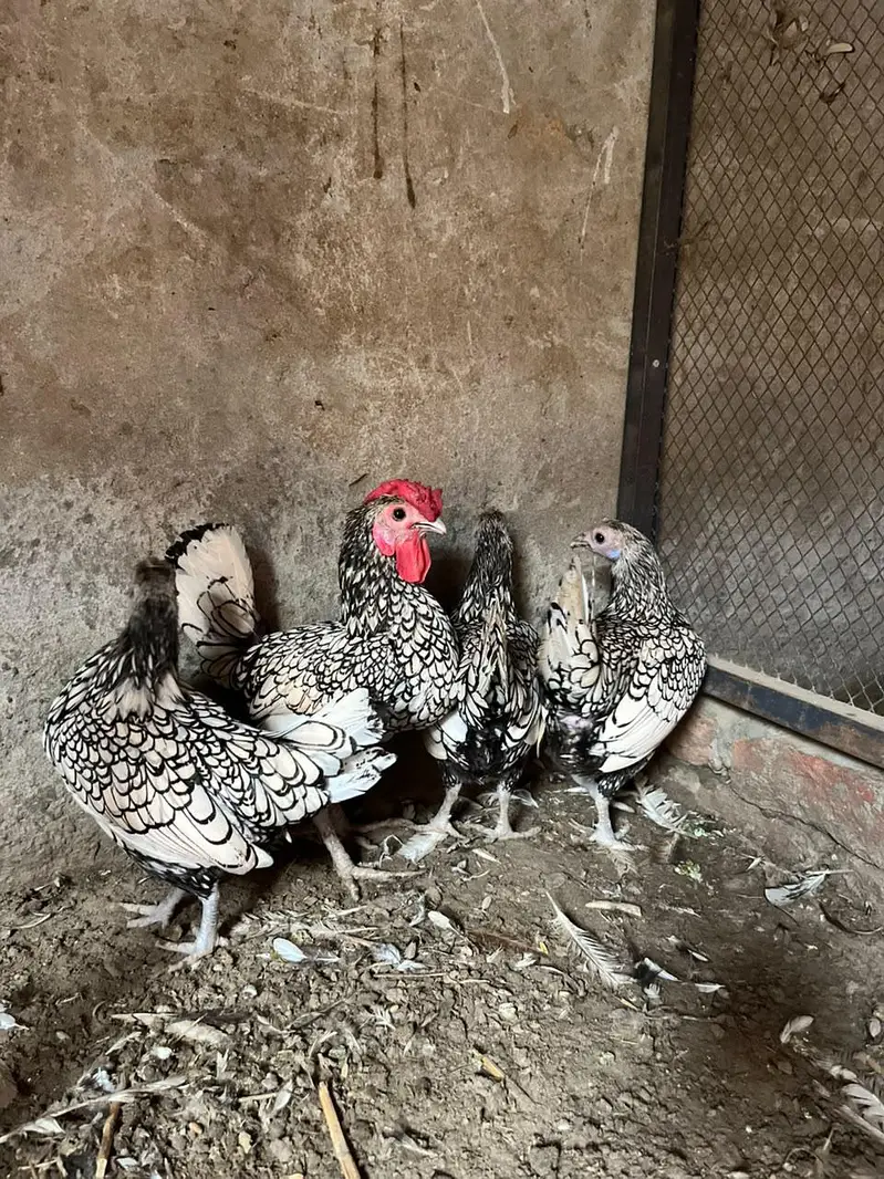 Silver Sebrights hens — photo 2