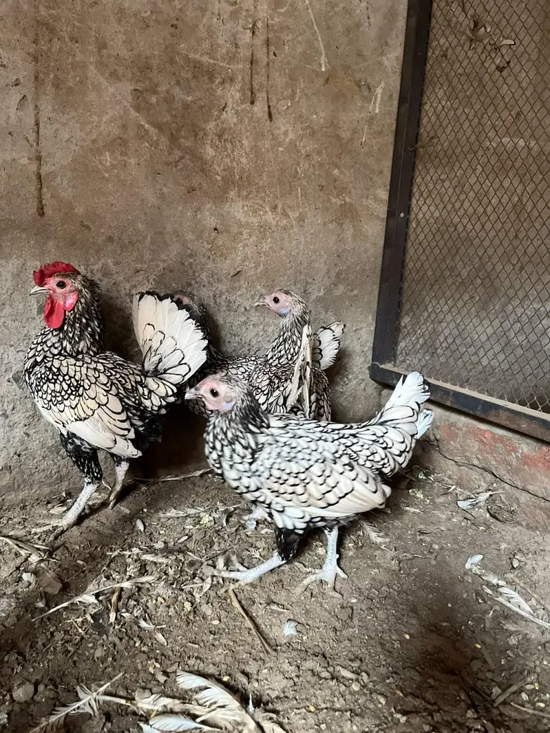 Silver Sebrights hens — photo 3