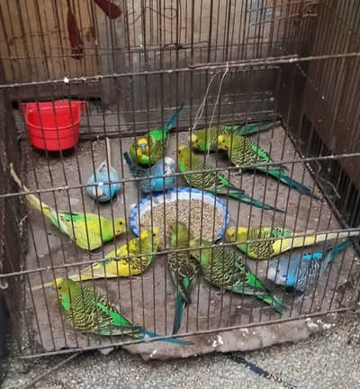 12 beautiful Australian Parrots for urgent sale, Whatsapp 0319,3222651
