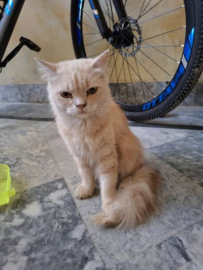 Persian cat