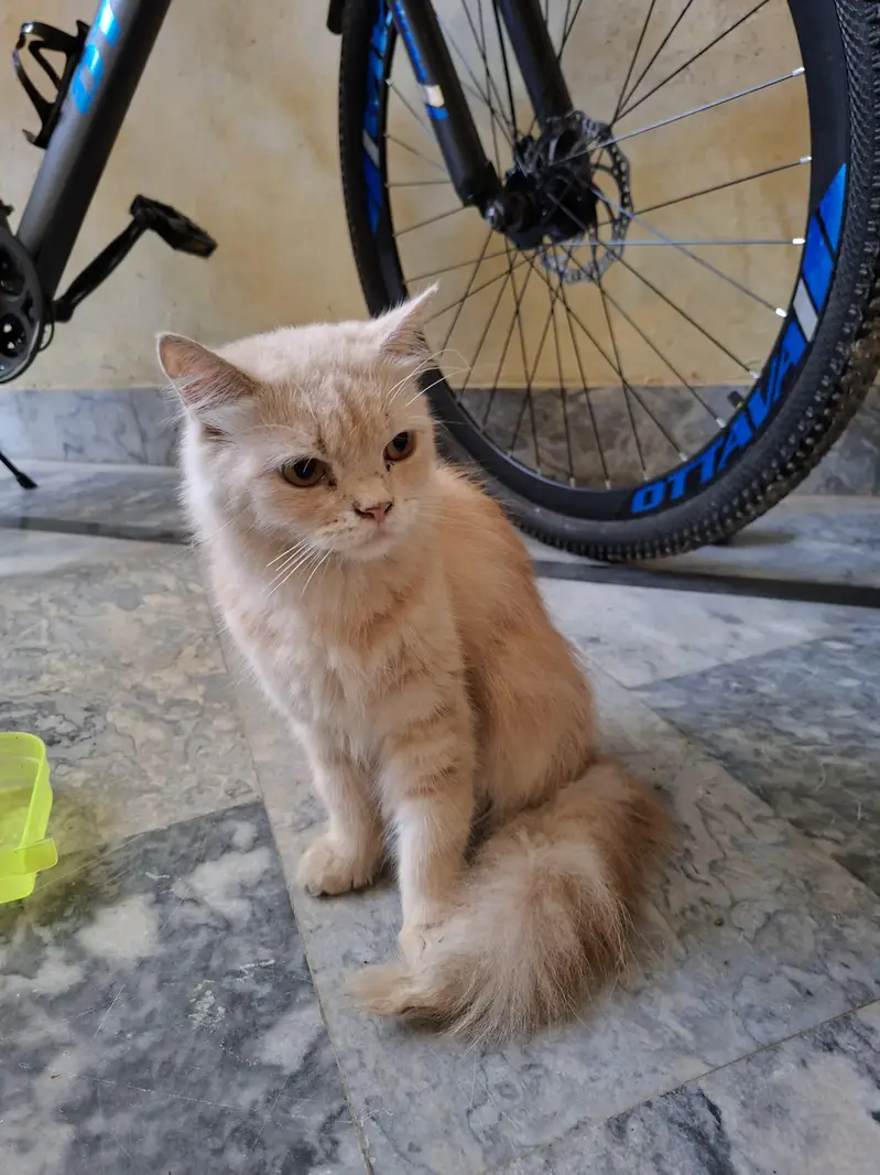 Persian cat — photo 2