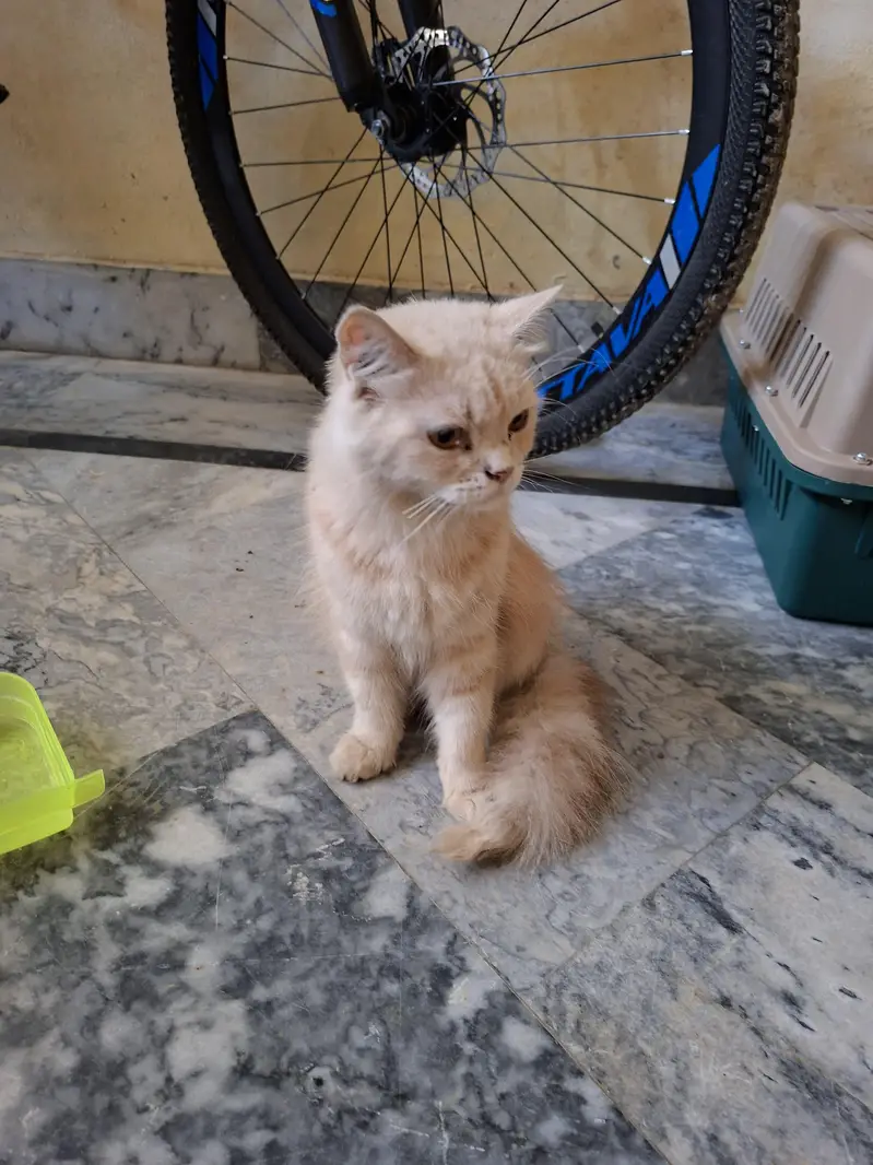 Persian cat — photo 3