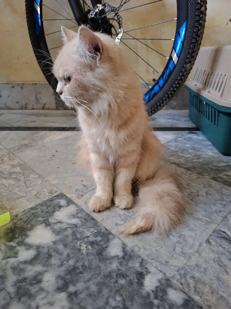 Persian cat — photo 4