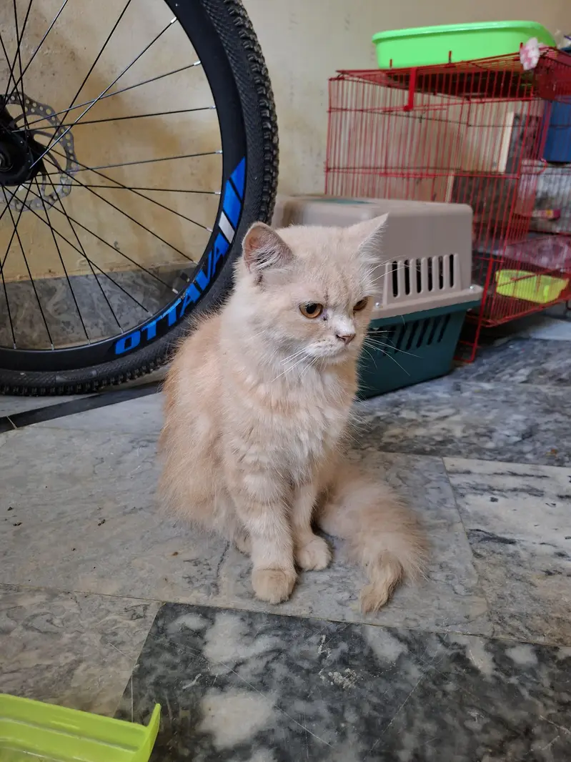 Persian cat — photo 5