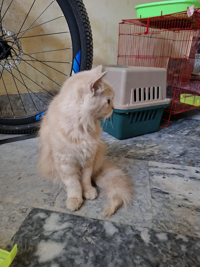 Persian cat — photo 6