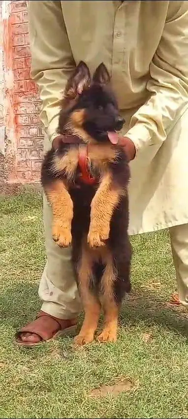 German shepherd | Puppy | GSD | Dog for sale | Whatsapp 03212405409 — photo 3