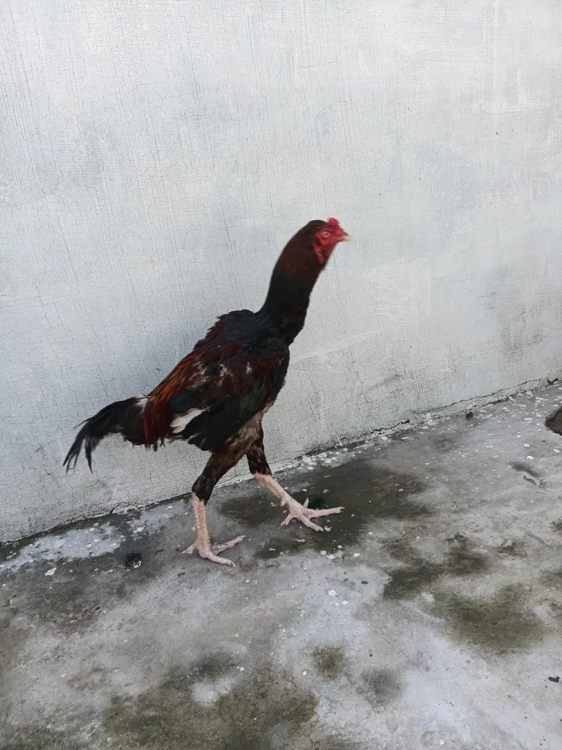 sindi aseel — photo 3