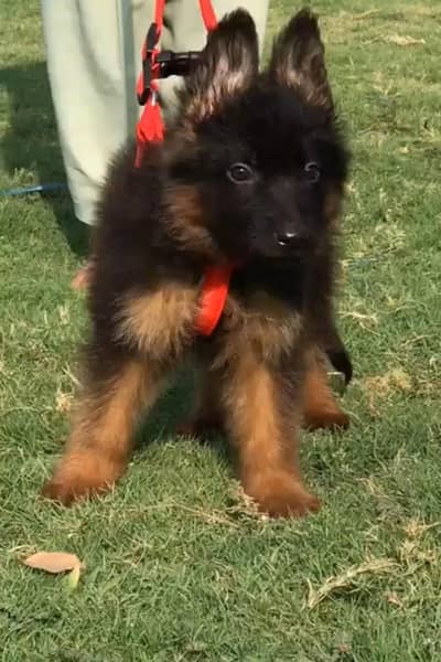 German shepherd | Puppy | GSD | Dog for sale | Whatsapp 03212405409