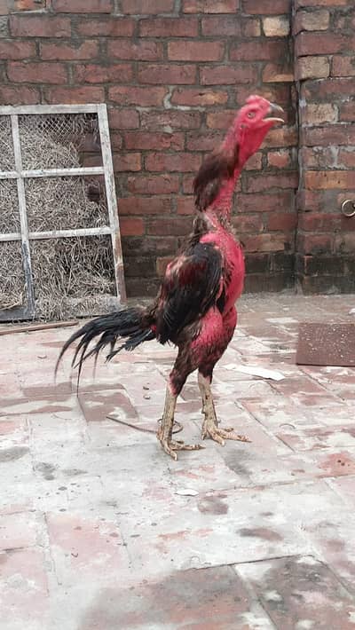 پکویا نسل کا مرغا ہے بلیڈر مرغا ہے فائٹ ویڈیو نہیں ہے جس بھائی کو سمجھ