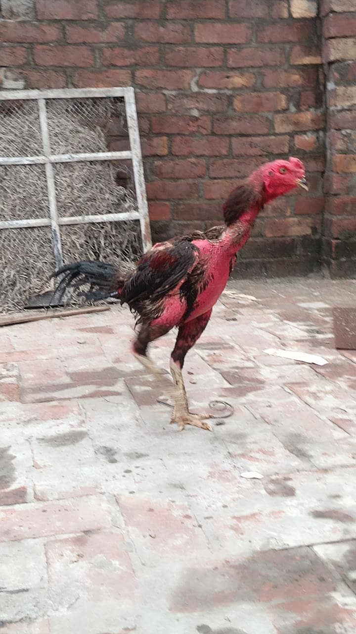 پکویا نسل کا مرغا ہے بلیڈر مرغا ہے فائٹ ویڈیو نہیں ہے جس بھائی کو سمجھ 1
