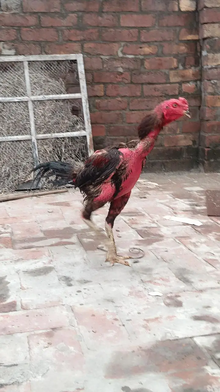 پکویا نسل کا مرغا ہے بلیڈر مرغا ہے فائٹ ویڈیو نہیں ہے جس بھائی کو سمجھ — photo 2