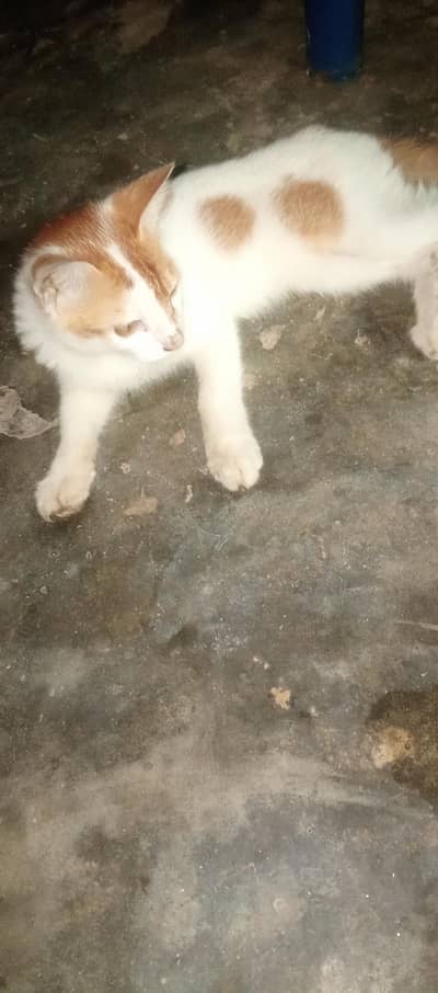 cute cat low price