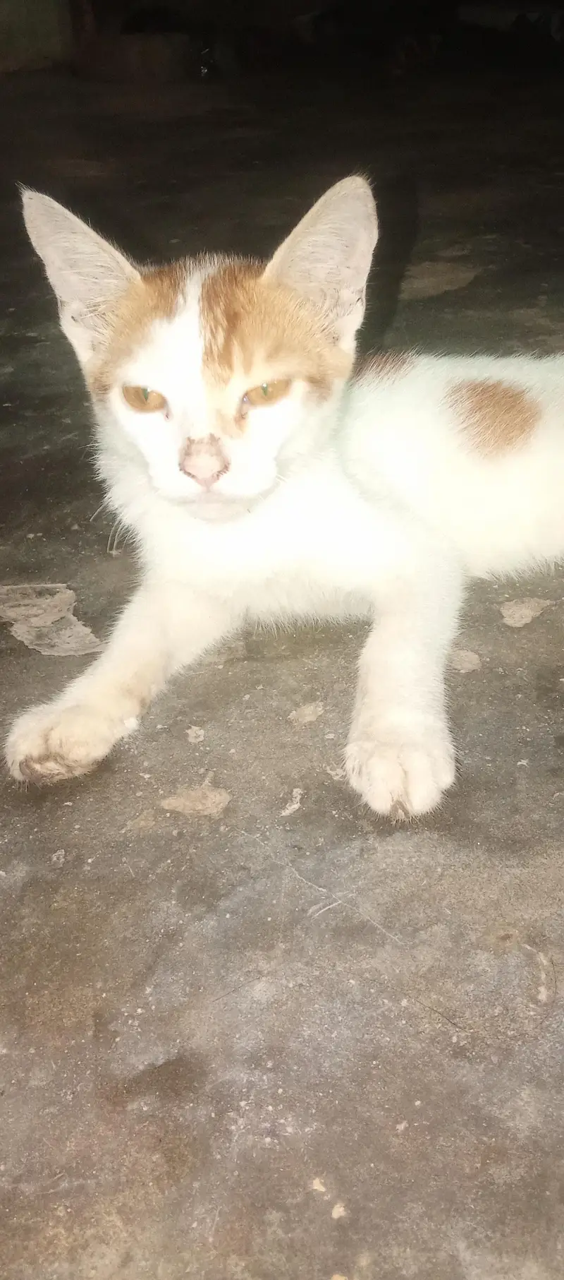 cute cat low price — photo 2