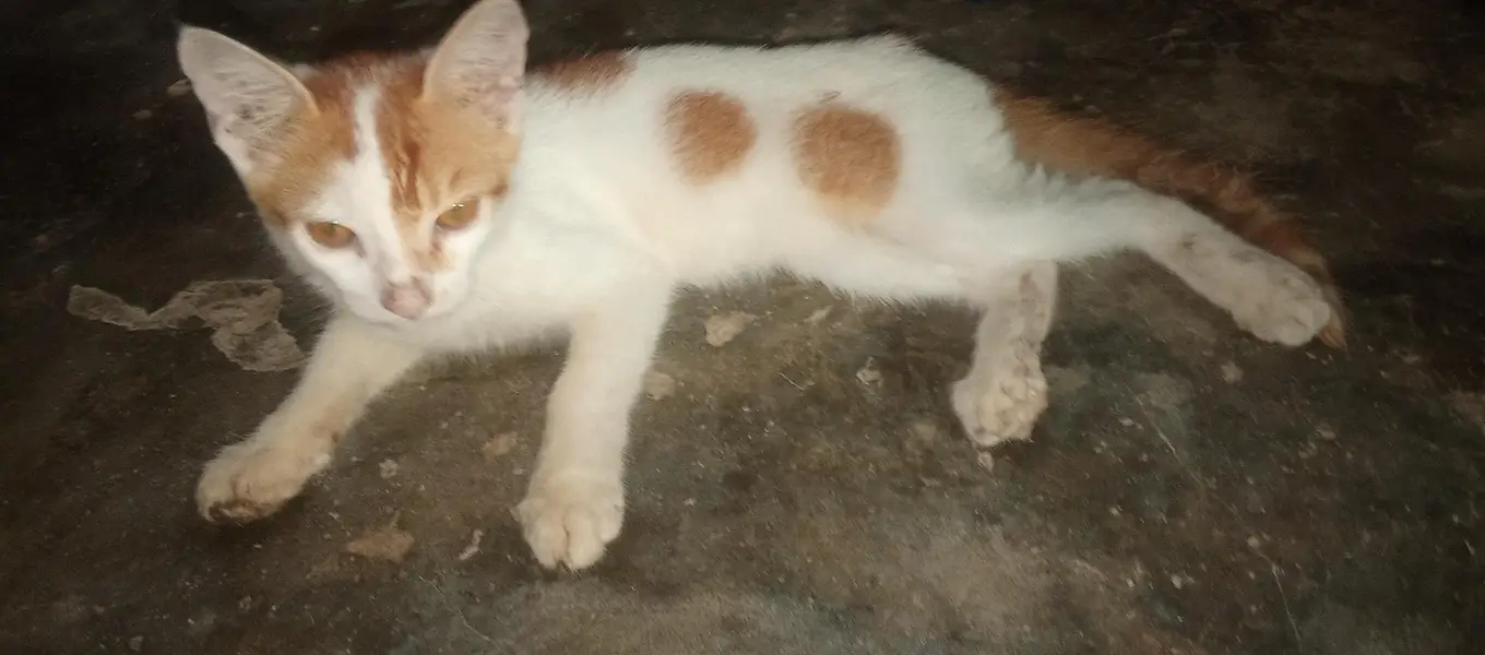 cute cat low price — photo 3