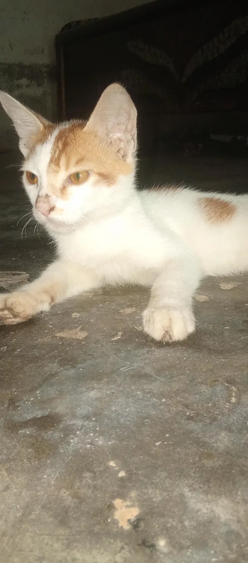cute cat low price — photo 4