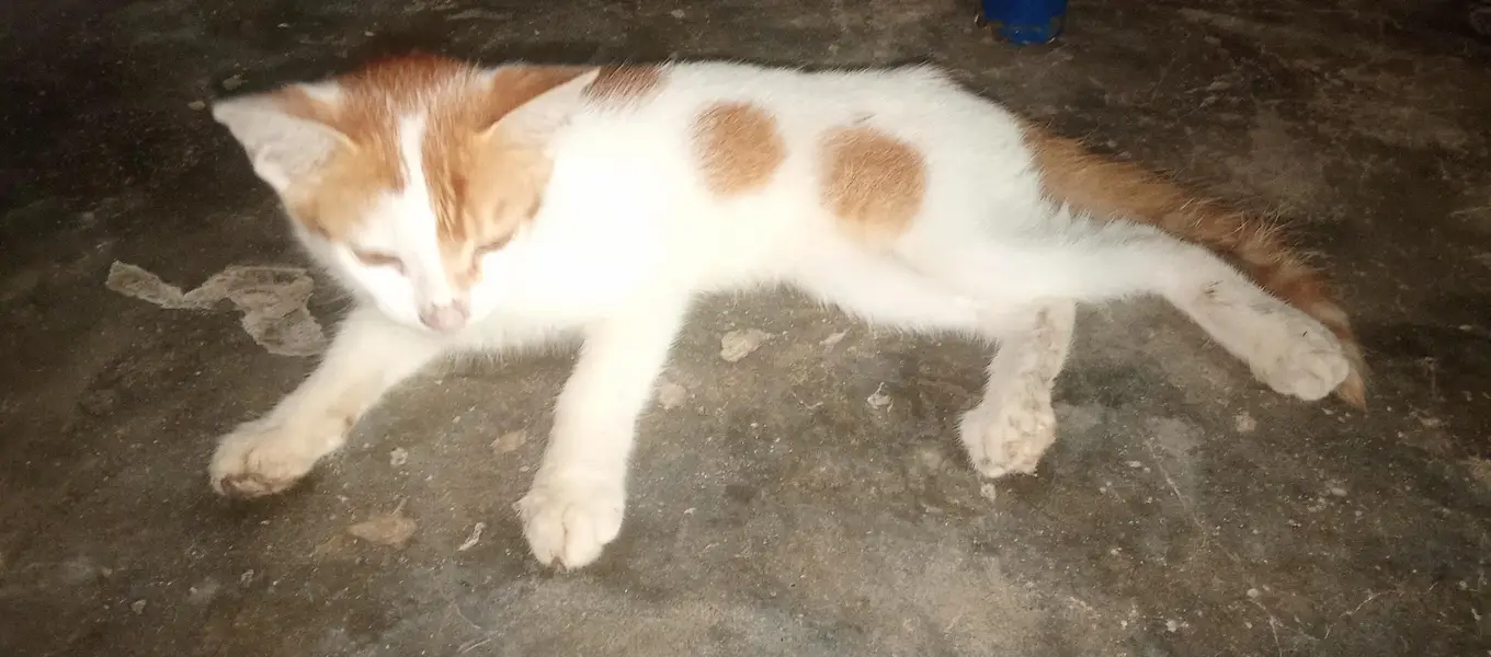 cute cat low price — photo 5