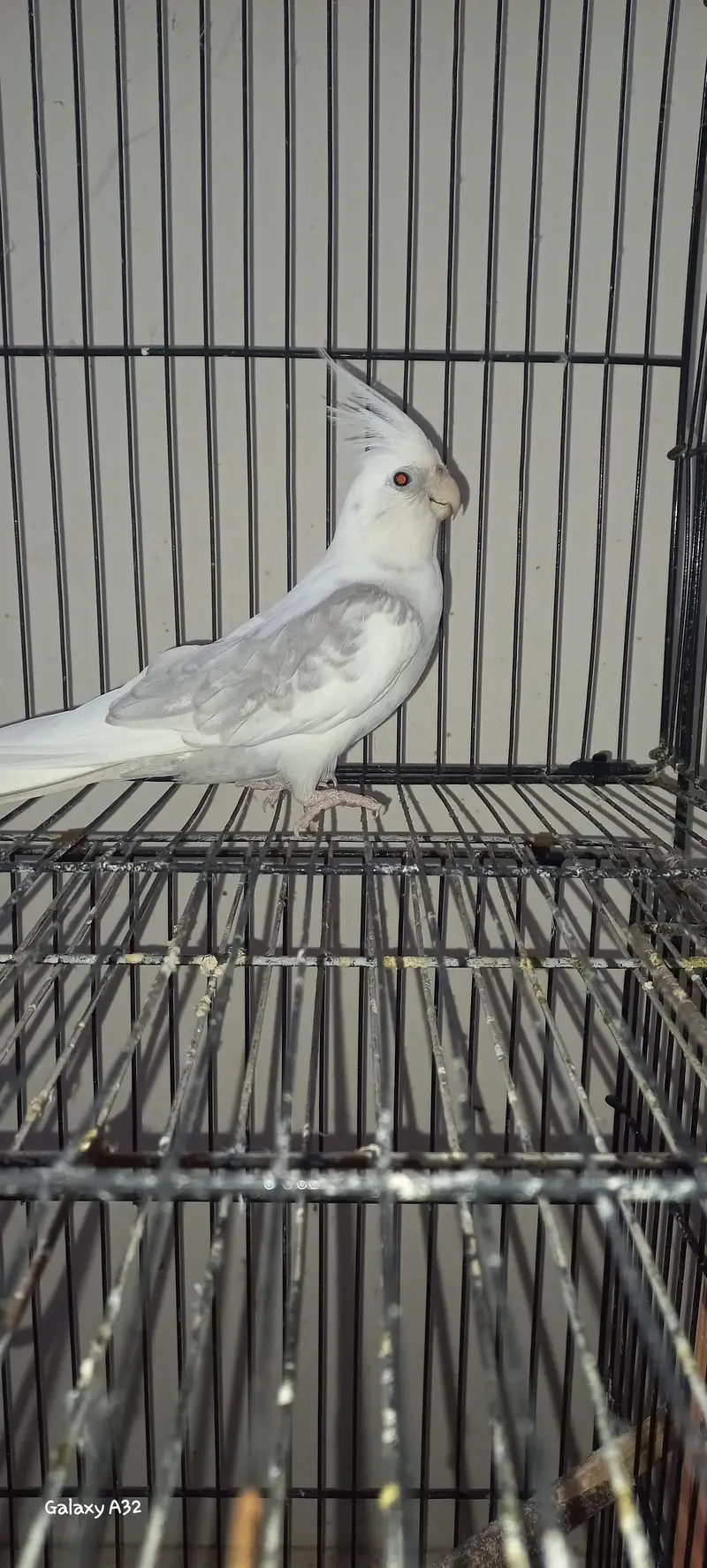 beautiful breader pair for sale — photo 3
