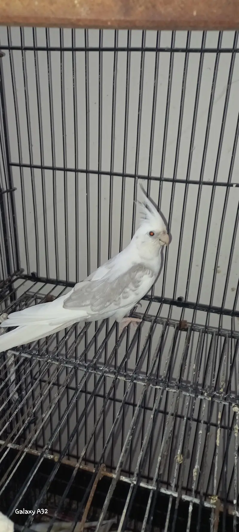 beautiful breader pair for sale — photo 4