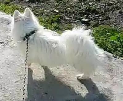 o siez Russian male for sale