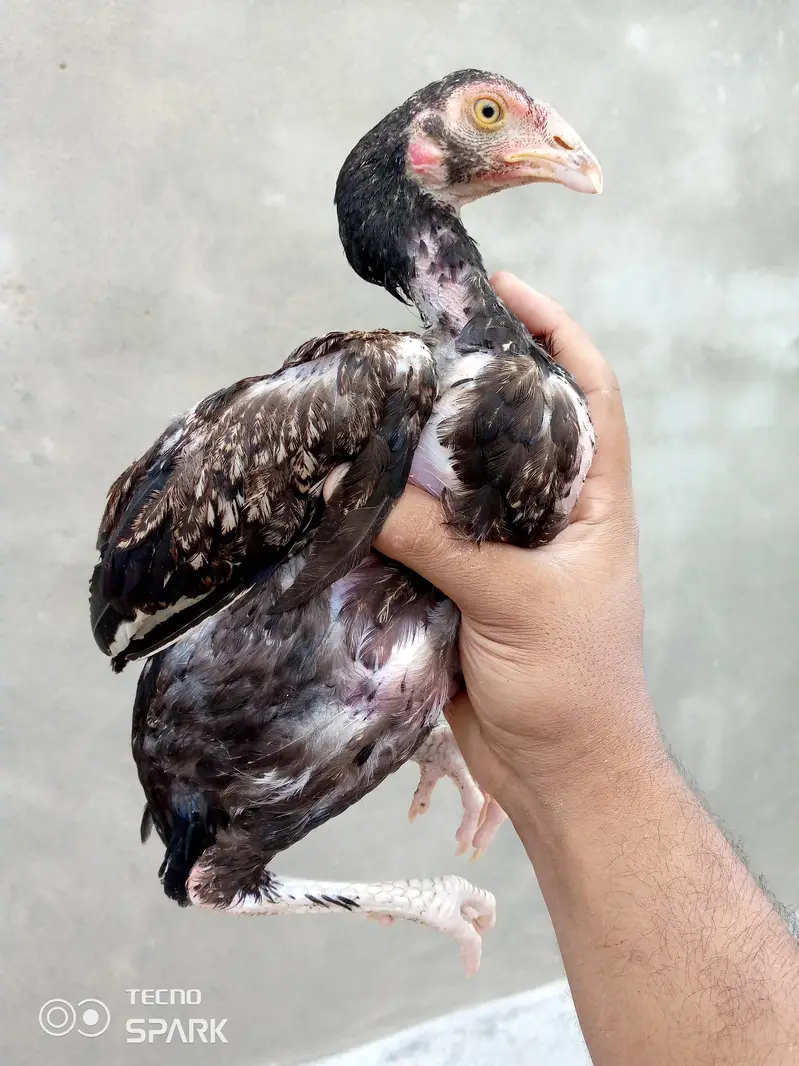 Aseel — photo 3