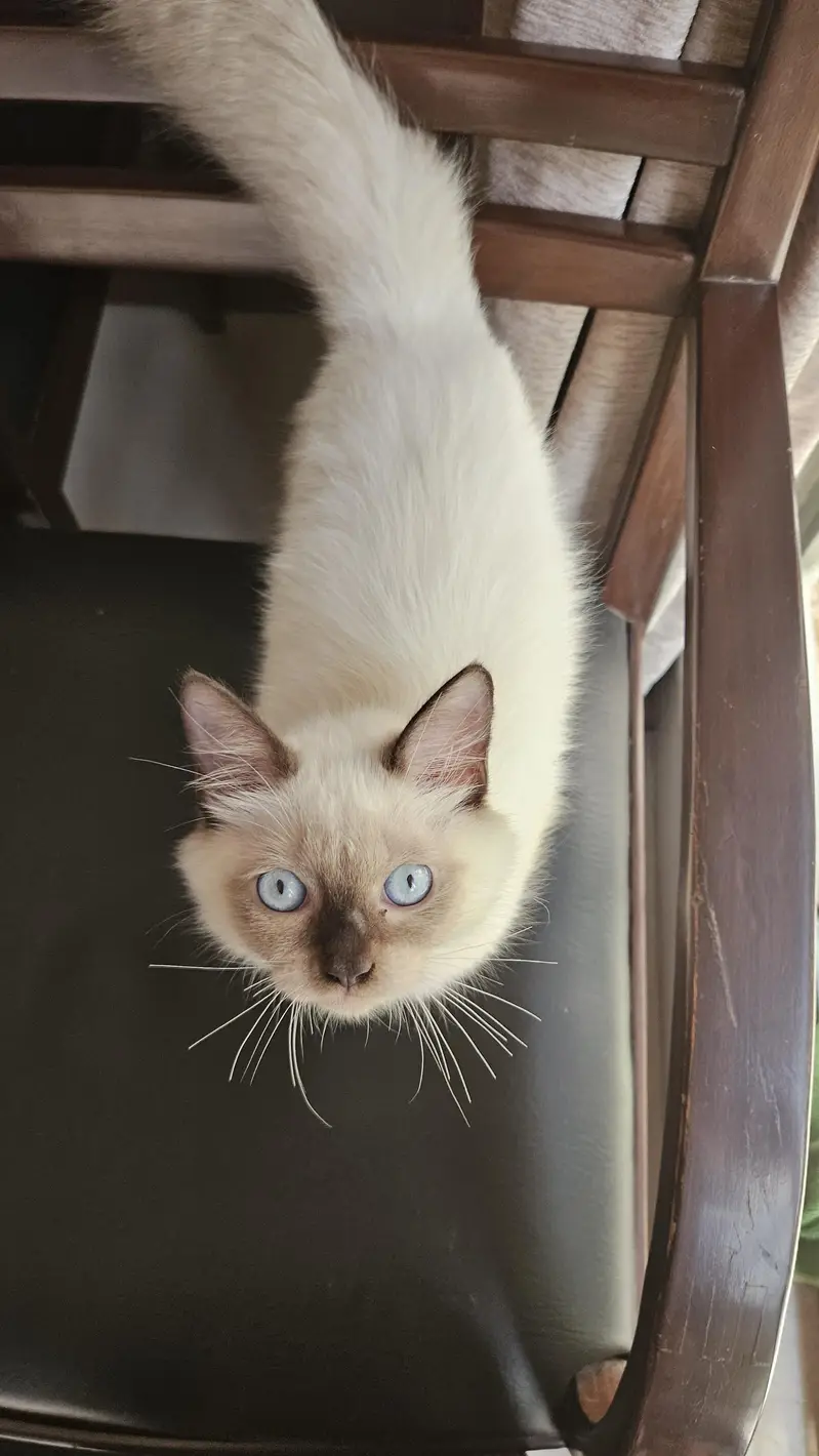Male siamese kitten — photo 5