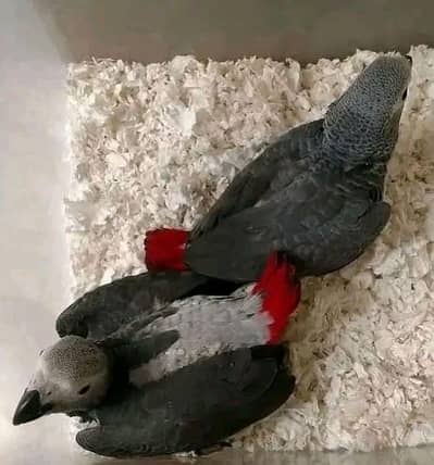 African grey parrot only WhatsApp 03094988831