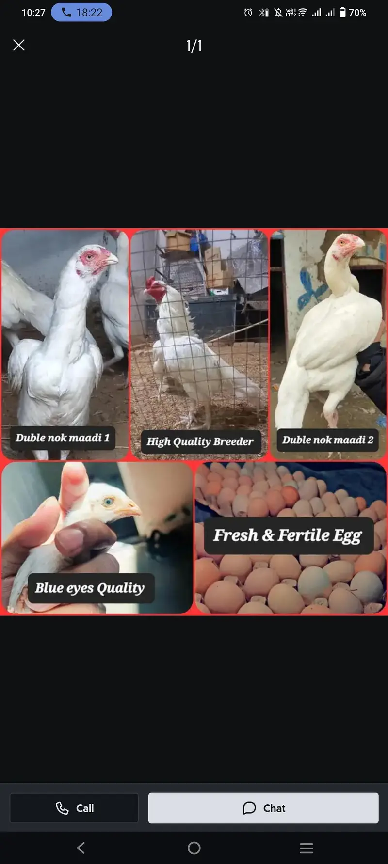 Heera aseel quality pair chicks for sale — photo 4