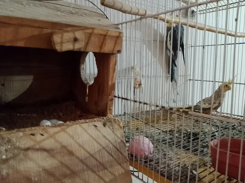 Cocktail Bird — photo 2