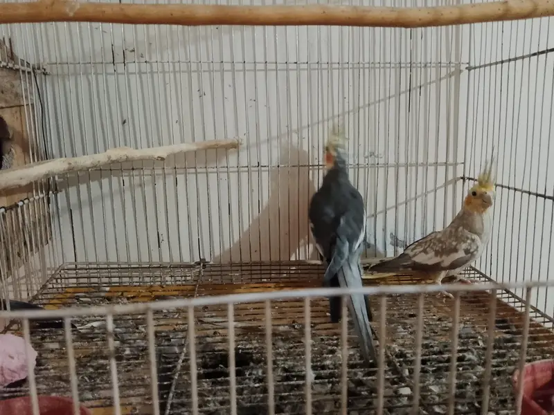 Cocktail Bird — photo 4
