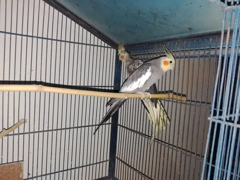 Cocktail Bird — photo 6