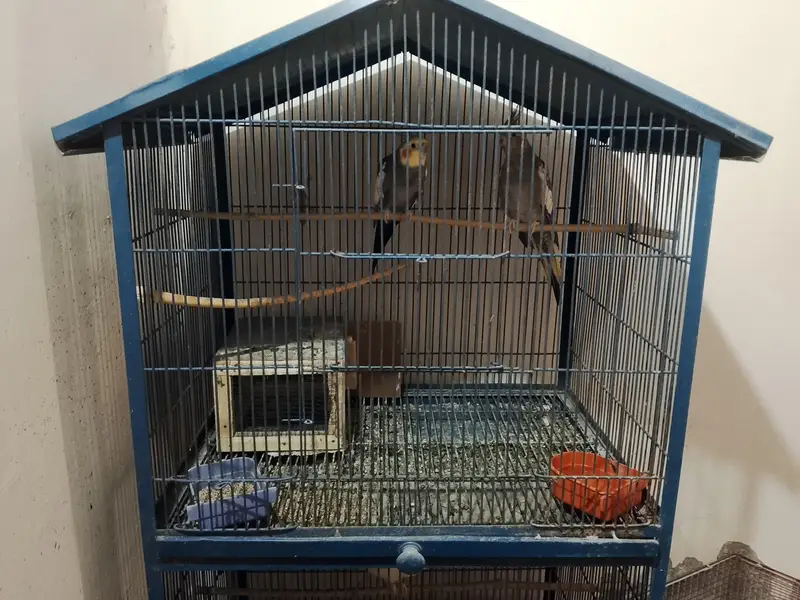 Cocktail Bird — photo 7