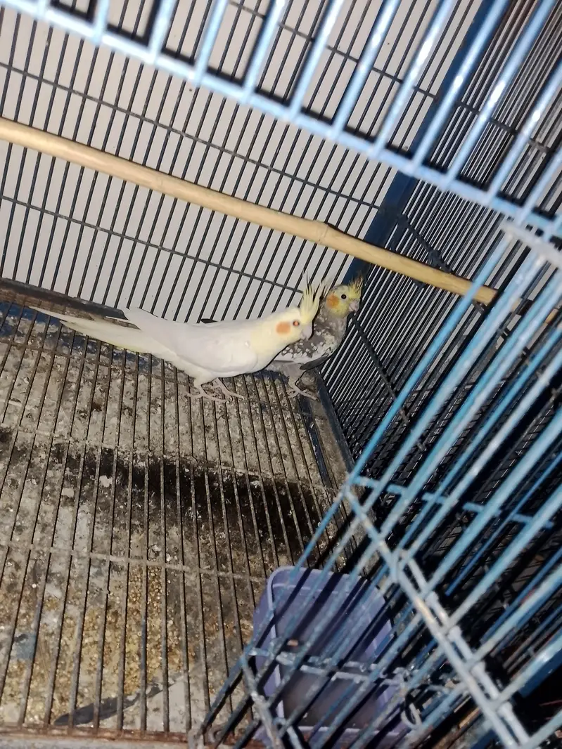 Cocktail Bird — photo 8