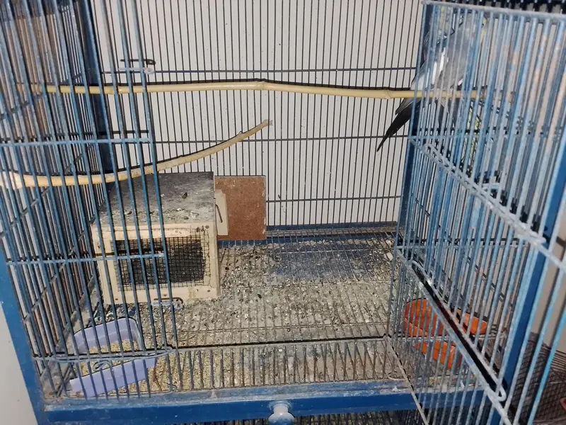 Cocktail Bird — photo 10