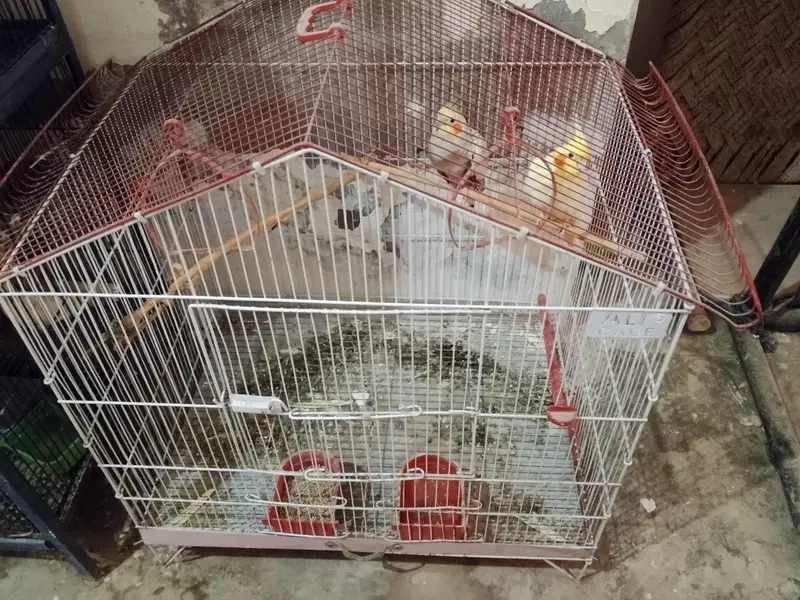 Cocktail Bird — photo 11