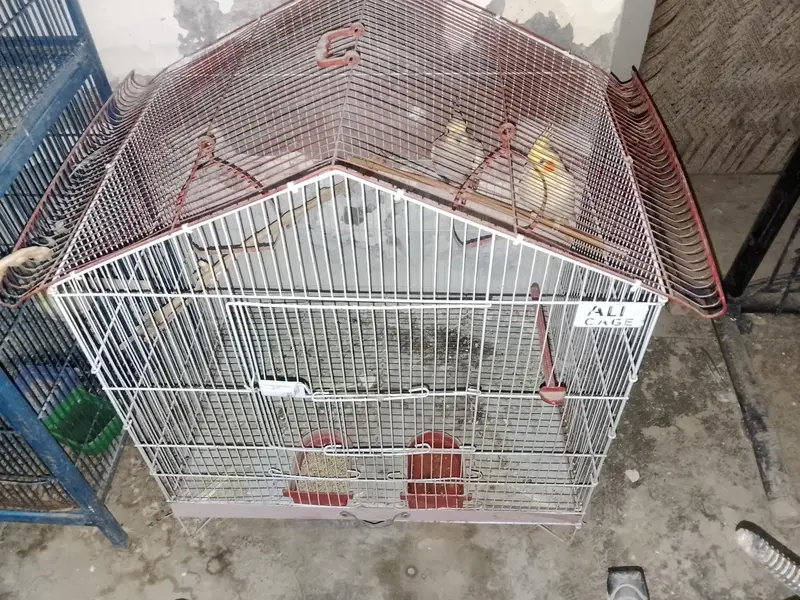 Cocktail Bird — photo 12