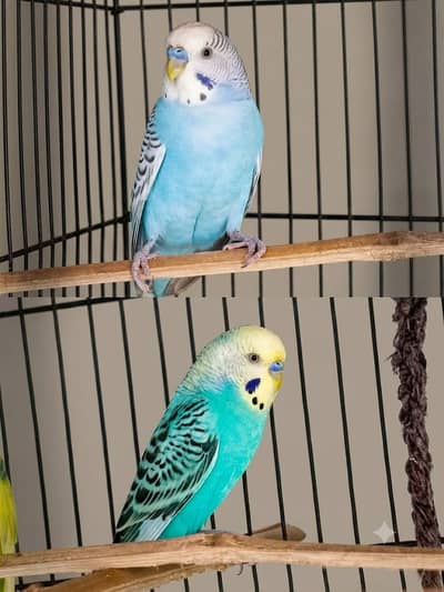MALE BUDJIES VERY GOOD COLOR FULL SIZE  BREEDER.
