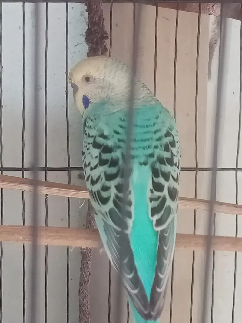 MALE BUDJIES VERY GOOD COLOR FULL SIZE  BREEDER. — photo 3