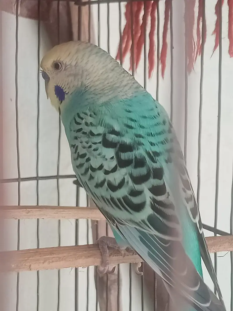 MALE BUDJIES VERY GOOD COLOR FULL SIZE  BREEDER. — photo 4