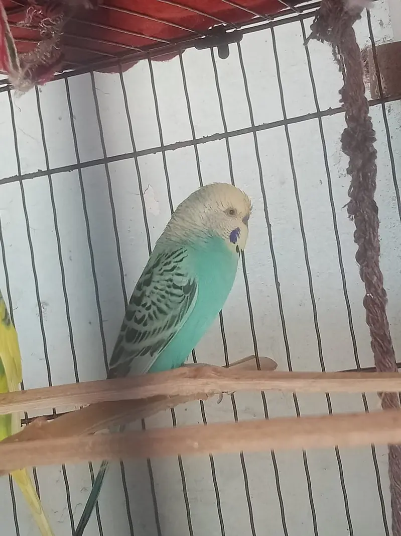 MALE BUDJIES VERY GOOD COLOR FULL SIZE  BREEDER. — photo 8
