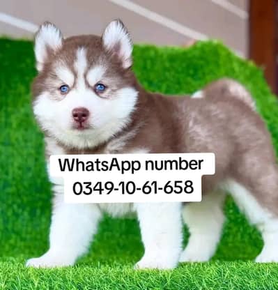 Siberian husky fore sale